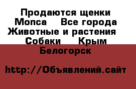 Продаются щенки Мопса. - Все города Животные и растения » Собаки   . Крым,Белогорск